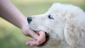 Dog Bite Emergency: How to Prevent Rabies Infection - Expert Advice
