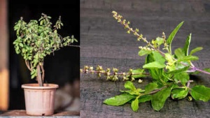 Embrace the Ancient Wisdom: Unlocking the Health Secrets of Holy Basil on an Empty Stomach