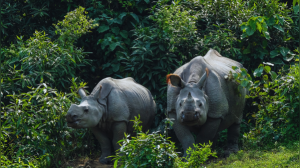 India's Wildlife Corridors: 5 Key Pathways Protecting Animal Movement