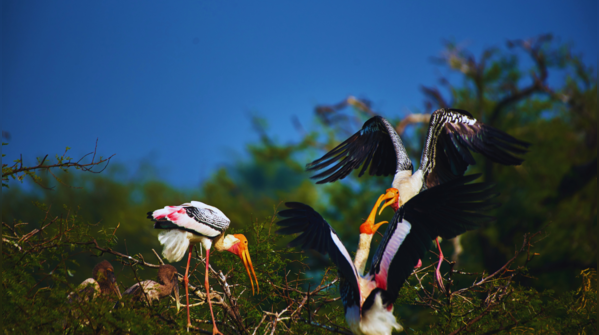 Bharatpur Bird Sanctuary (Approx. 179 km)