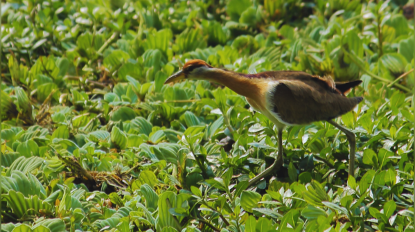 Okhla Bird Sanctuary (Approx. 14 km)