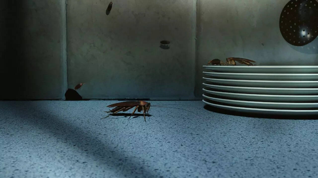 How to stop cockroaches from entering your kitchen