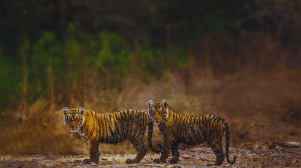 Ranthambhore-Kuno-Madhav Corridor, Western India