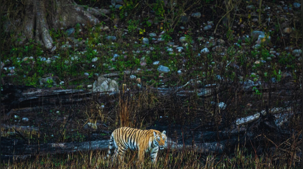 Rajaji–Corbett Corridor (Uttarakhand)