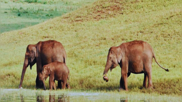 Periyar–Agasthyamalai Corridor (Kerala–Tamil Nadu)