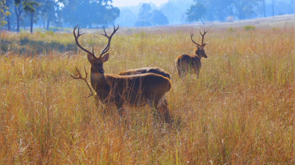 Kanha–Pench Corridor (Madhya Pradesh–Maharashtra)