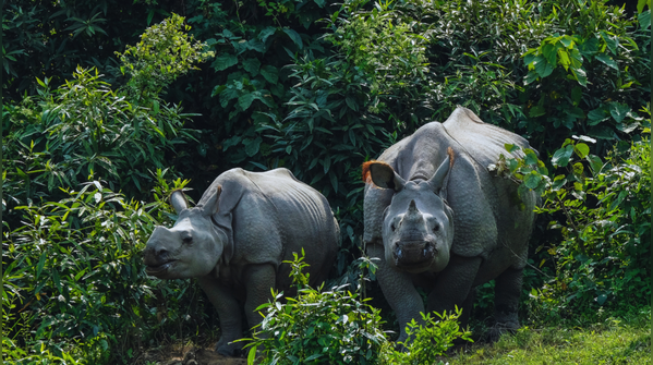 Kaziranga–Karbi Anglong Corridor (Assam)