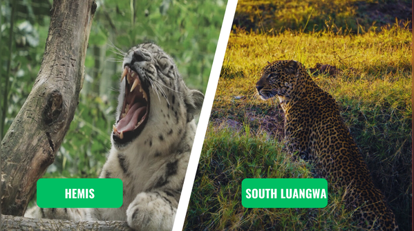 Hemis National Park vs. South Luangwa
