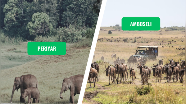 Periyar Wildlife Sanctuary vs. Amboseli