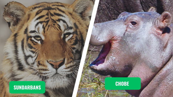 Sundarbans vs. Chobe National Park