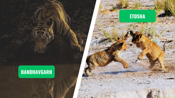 Bandhavgarh vs. Etosha
