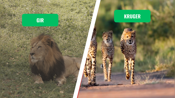 Gir National Park vs. Kruger National Park