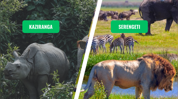 Kaziranga vs. Serengeti