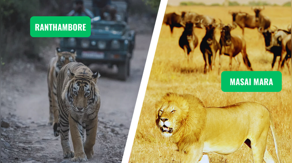 Ranthambore vs. Masai Mara