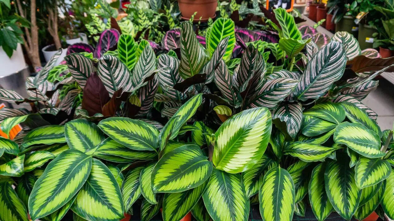 Benefits for plants