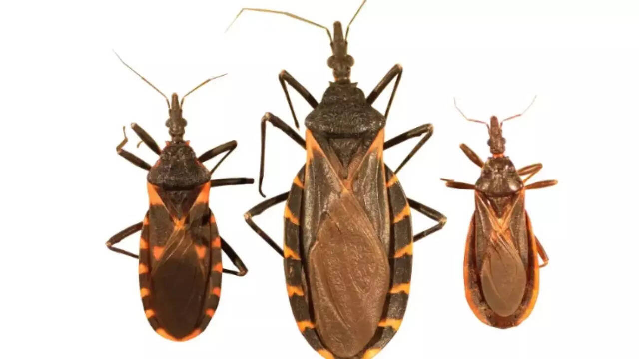 What are ‘kissing bugs’? The insect behind Chagas disease transmission
